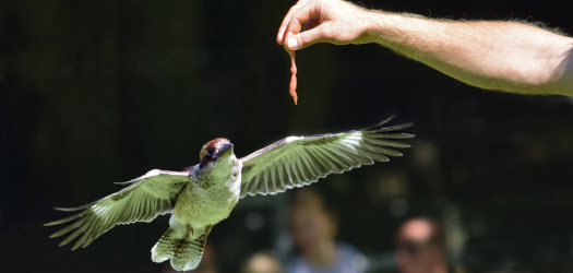 Ein Kookaburra fliegt zu einer Beute, welche von einer Hand gehalten wird.