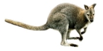 Ein Bennettkänguru auf weißem Hintergrund.