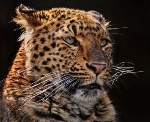 Eine Nahaufnahme eines Chinesischen Leopards.