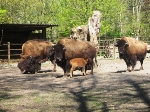 Drei Erwachsene Bisons und ein Jungtier stehen in ihrem Gehege.