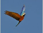 Ein Gelbbrustara mit ausgebreiteten Flügeln fliegt.