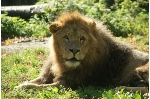 Ein Löwe liegt auf einer Wiese in der Sonne.