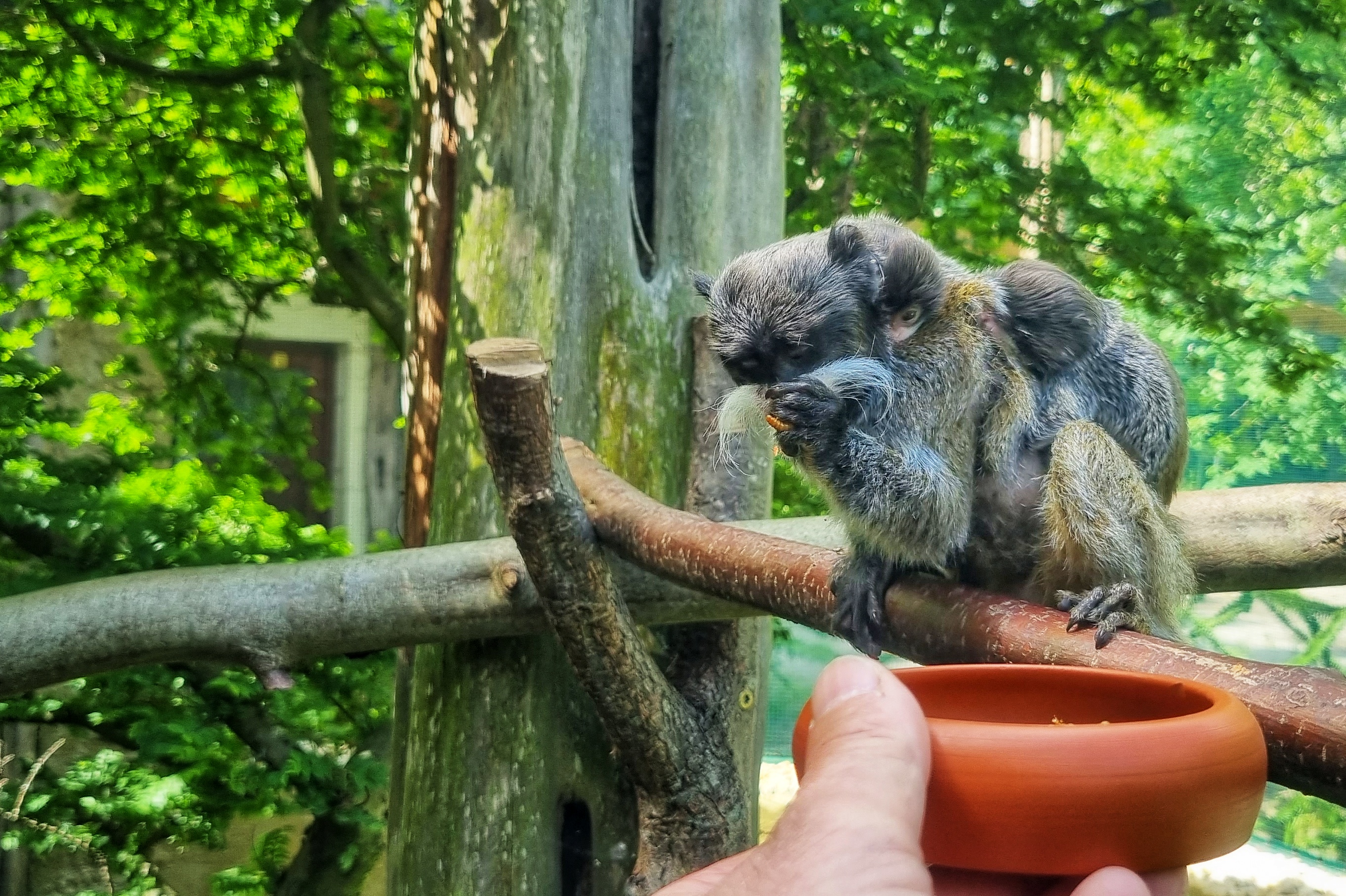 Kaiserschnurrbarttamarinnachwuchs Kaiserschnurrbarttamarinnachwuchs