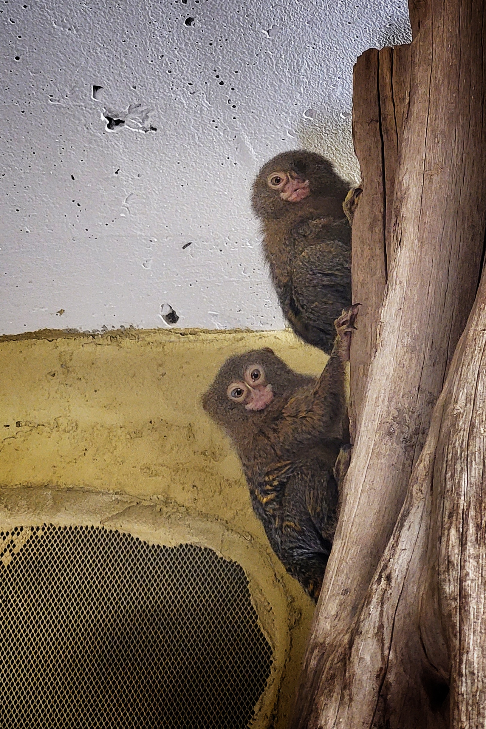 Das Zwergseidenäffchen Xantos der Einäugige aus dem Zoo Stralsund sorgt im Südamerikahaus für Unruhe Das Zwergseidenäffchen Xantos der Einäugige aus dem Zoo Stralsund sorgt im Südamerikahaus für Unruhe