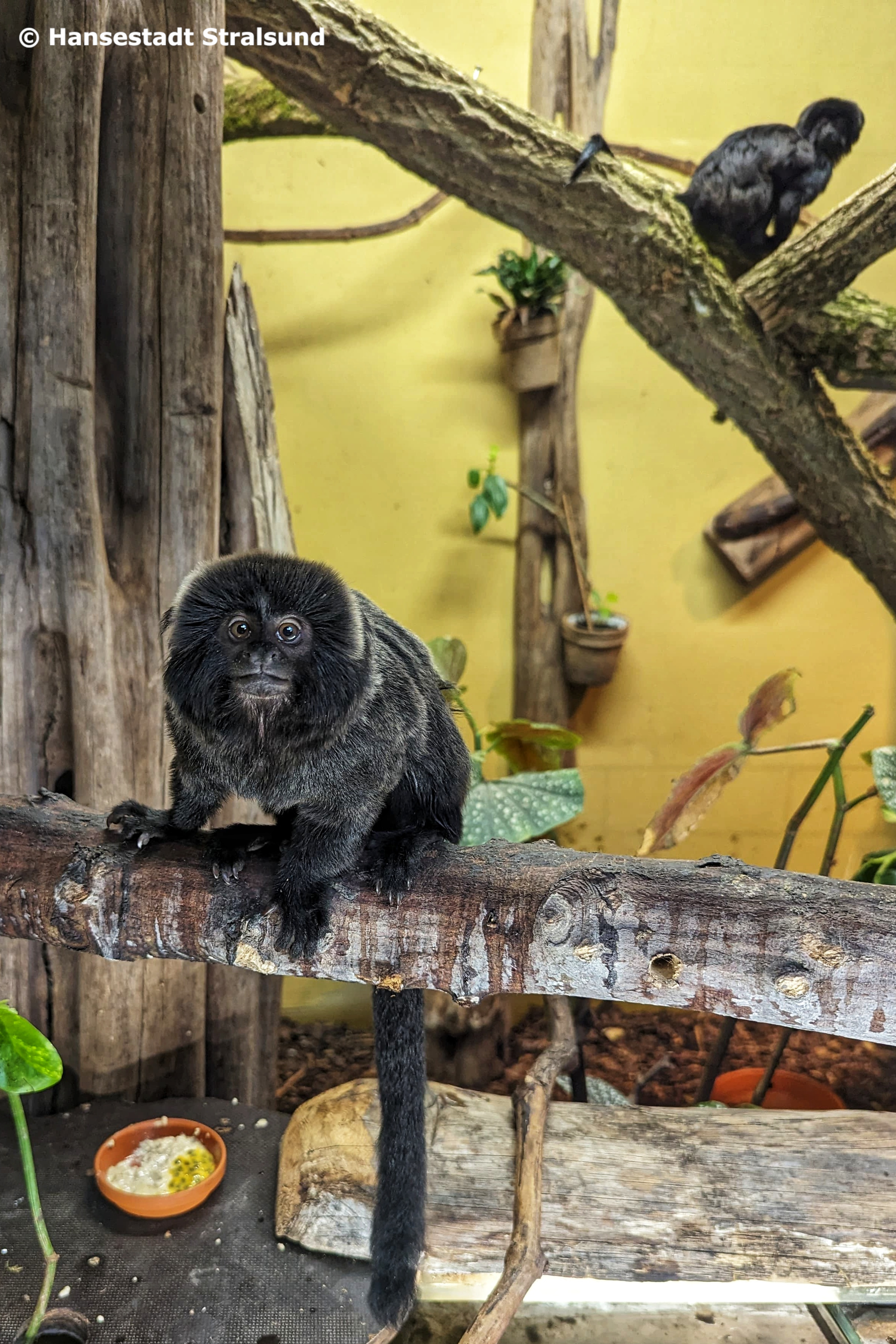 Sprintamarin-Hannibal Sprintamarin-Hannibal