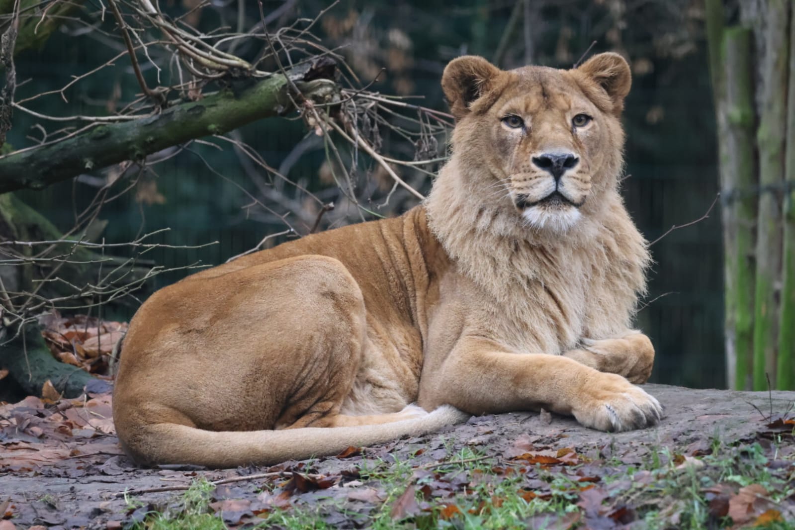 Loewin-Lea Loewin-Lea