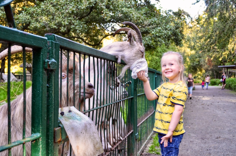 Ziegen haben immer Hunger Ziegen haben immer Hunger