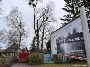 Die Hybrid-Pappel an der ehemaligen Wassermühle Garbodenhagen