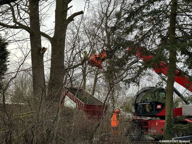 Rund eine Tonne wiegt das Stück Holz in der Zange des Fällkrans - zeigt die Waage