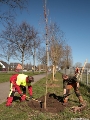 Die beiden Mitarbeiter der Abteilung Forsten, Jens Petit (rote Hose) und Roy Bussert (orange Hose) pflanzen hier einen der 20 Zukunftsbäume entlang der Greifswalder Chaussee.