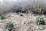 Neun Bäumchen in Grünhufe ausgepflanzt