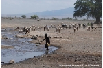 Bei den Massai werden schon die kleinen Kinder zu den Viehherden mitgenommen.