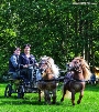 Das rasante Kutschengespann mit Piff und Paff ist eines der vielen Pferdeattraktionen, die am 04. September zum Pferdetag im Zoo Stralsund für Begeisterung sorgen