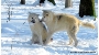 Die jungen Polarwölfe in Aktion