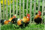 Holländische Zwerghühner im Stralsunder Zoo