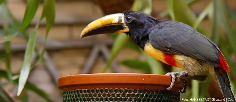 Im Winterferienkurs erfahren die Teilnehmer ob Humboldt im Regenwald Arassaris begegnet ist