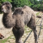 Nachwuchs im Zoo: Kamel-Baby