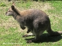 Da das junge Känguru noch die meiste Zeit im sicheren Beutel der Mutter verbringt, braucht es etwas Geduld, um das Jungtier zu beobachten