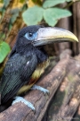 Schwarzkehl-Arassari aus dem Zoo Stralsund