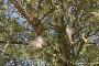 Die Gespinstmotte in Aktion in der Weidenbaumallee in Grünhufe
