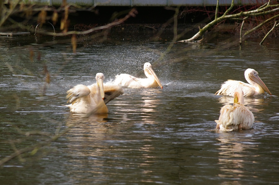 Waschtag-bei den Pelikanen