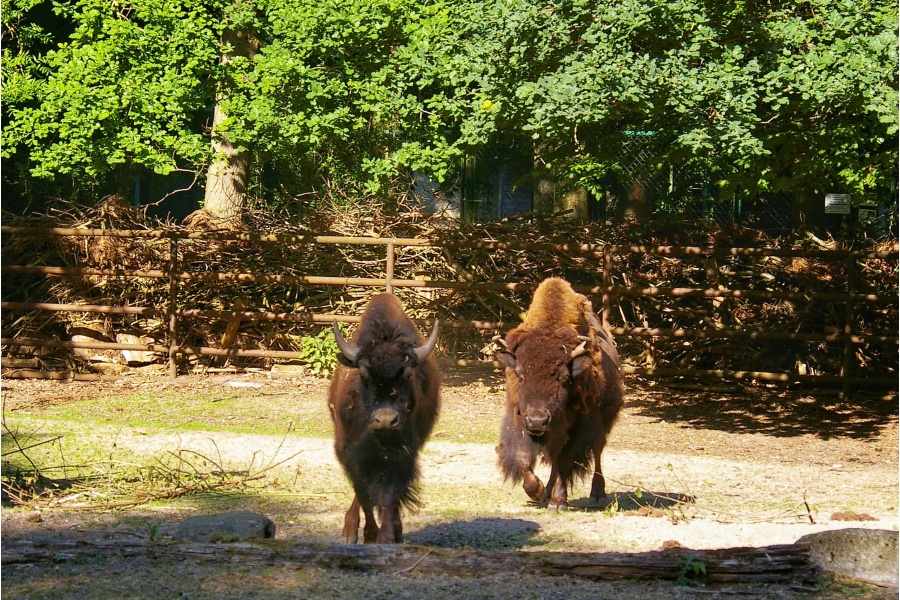 Bisons_im_Zoo