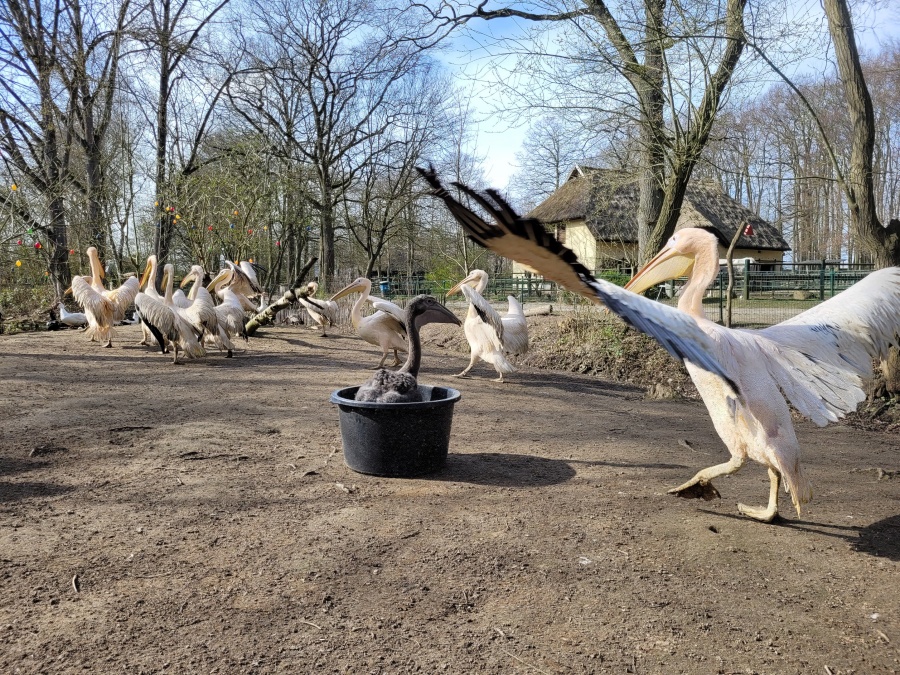 Die- Pelikane-ziehte-es-ins-Wasser