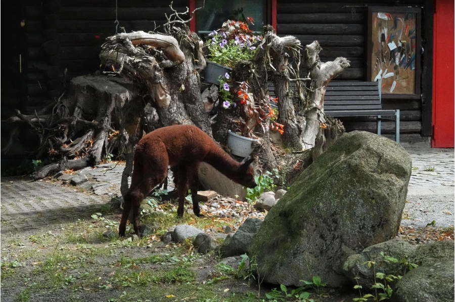 Alpakababy-Nina-entdeckt-den-Zoo-HST