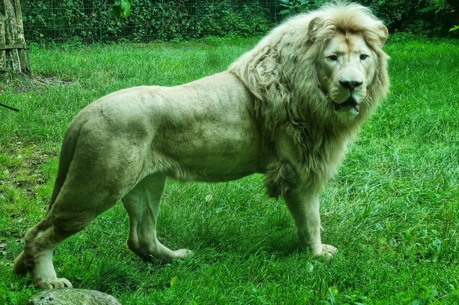 Malibu_unser_neuer_Loewenkater