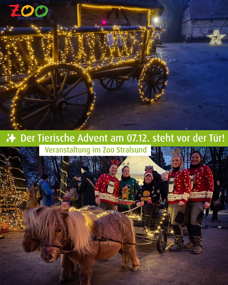 Tierischer-Adventsmarkt