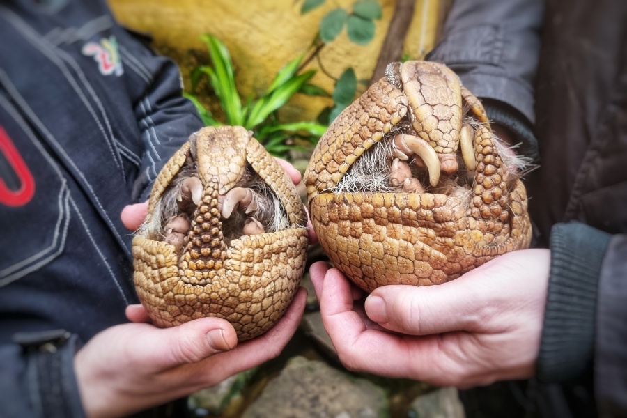 Bei den Kugelgürteltieren gab es im Zoo Stralsund  2025 Nachwuchs