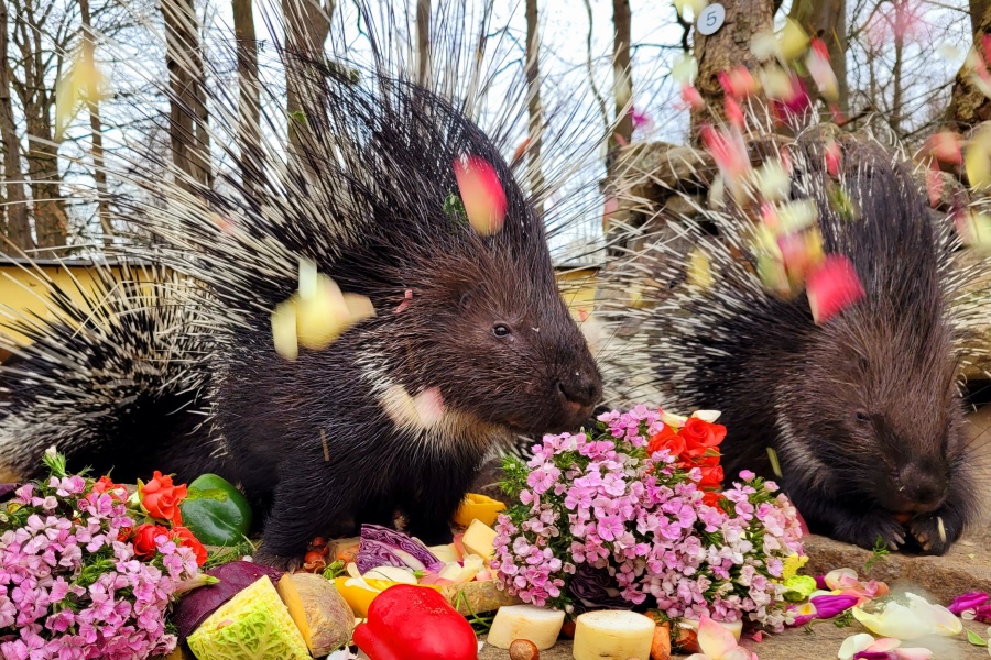 Stachelschweine_bei_der Fuetterung Stachelschweine_bei_der Fuetterung