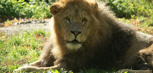 Ein Löwe liegt auf einer Wiese und schaut zur Kamera.