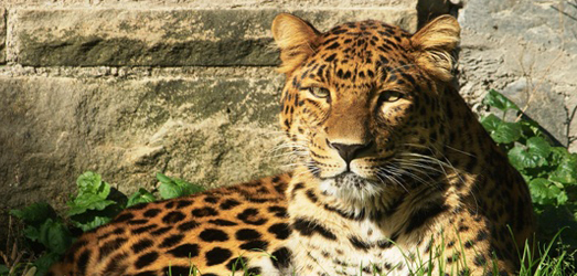 Ein Chinesischer Leopard liegt vor einer Wand und schaut zur Kamera.