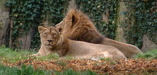 Zwei Löwen sitzen auf einer Wiese.