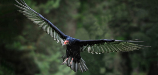Ein Truthahngeier fliegt und ist hier mit ausgebreiteten Flügeln zu sehen.