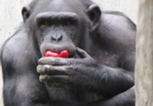 Ein Schimpanse beim Fressen.