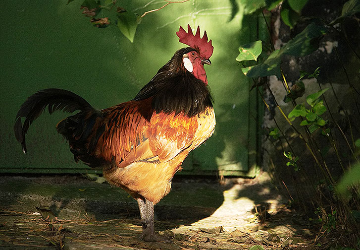 Ein Huhn steht im Käfig auf Stroh.