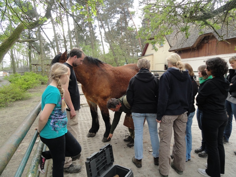 Eine Besuchergruppe beobachtet einen Zoo-Mitarbeiter, wie dieser auf ein Huf eines Pferdes zeigt.