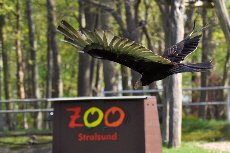 Greifvögel bei der Tiershow im Zoo Stralsund