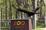 Greifvögel bei der Tiershow im Zoo Stralsund Greifvögel bei der Tiershow im Zoo Stralsund