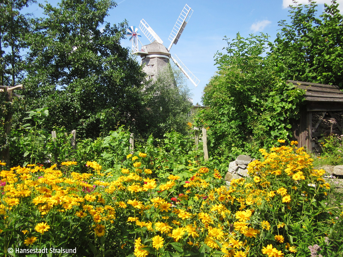 Der Bauerngarten lädt in voller Blütenpracht zu einem Besuch ein, im Hintergrund steht die historische Mahnkesche Mühle.