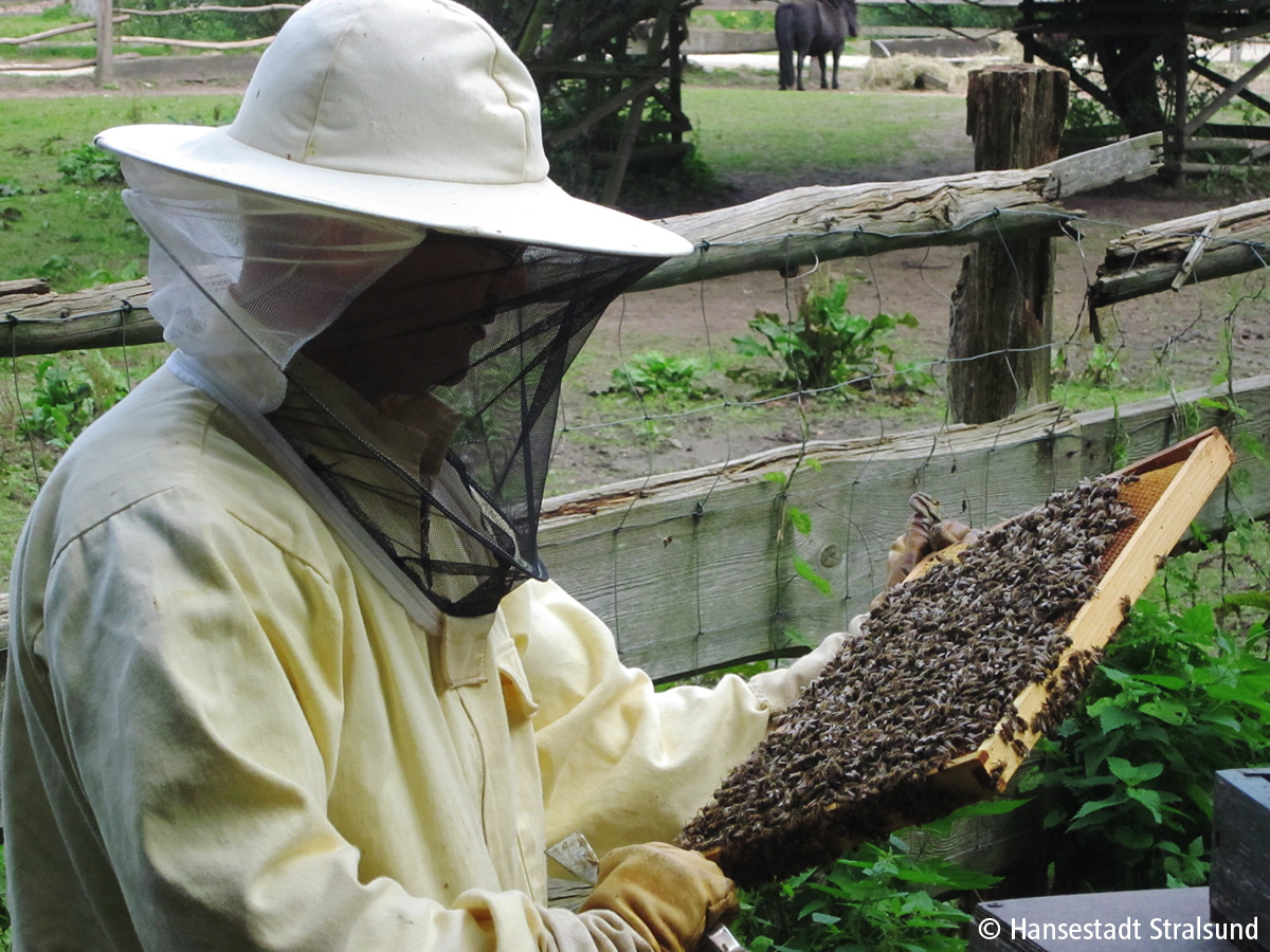 Der Imker des Zoos hat einen Bienenstock voller Bienen in der Hand.