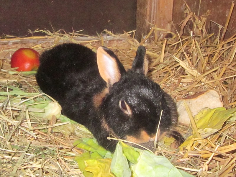 Ein Kaninchen liegt in einem Stall auf Stroh.