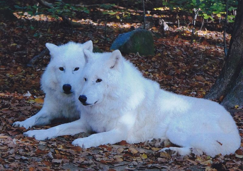 Zwei Polarwölfe liegen auf dem Waldboden.