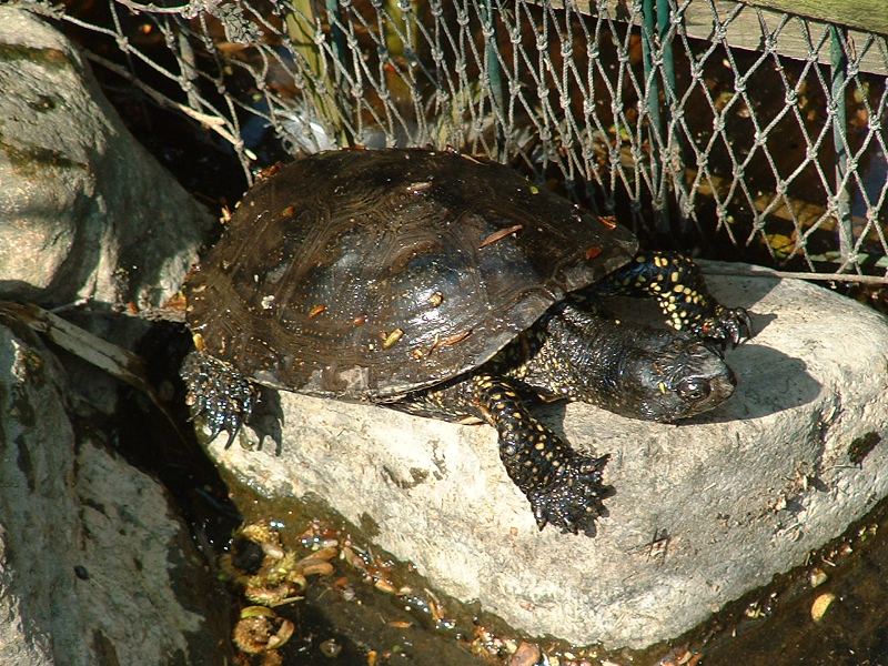 Eine Sumpfschildkröte sitzt auf einem Stein.