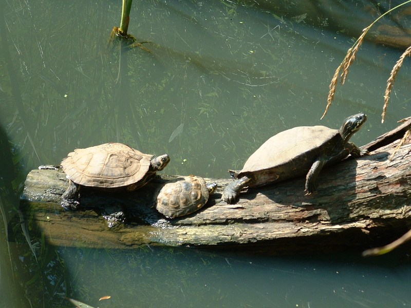 Drei Wasserschildkröten sitzen auf einem Stamm im Wasser.