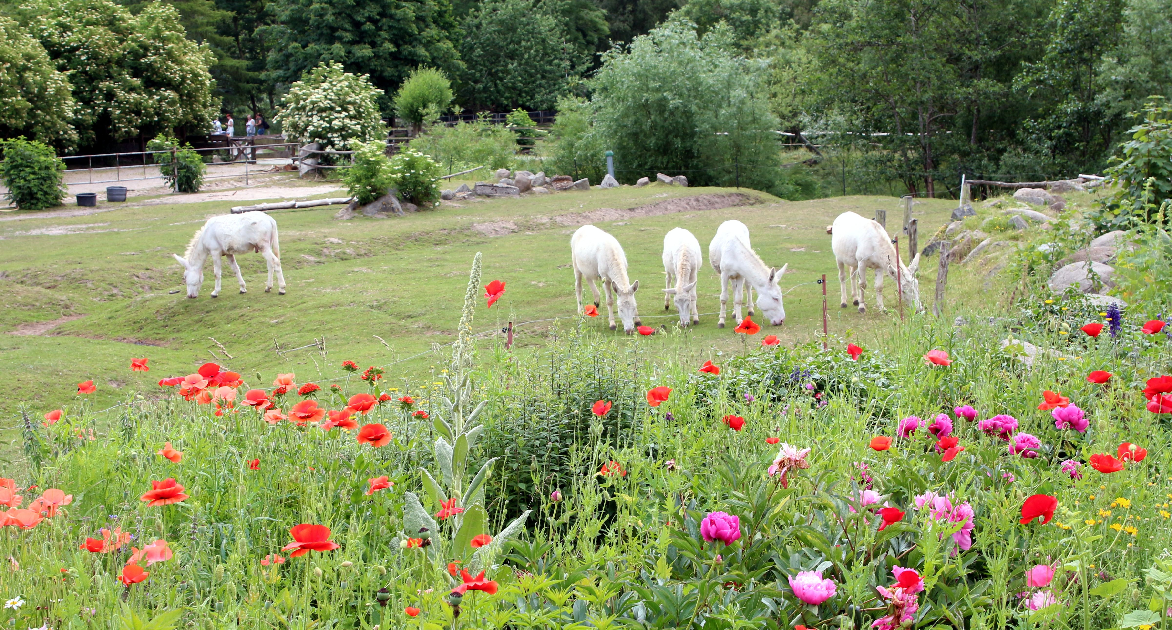 Fünf weiße Barockesel stehen auf einer Weide und grasen.