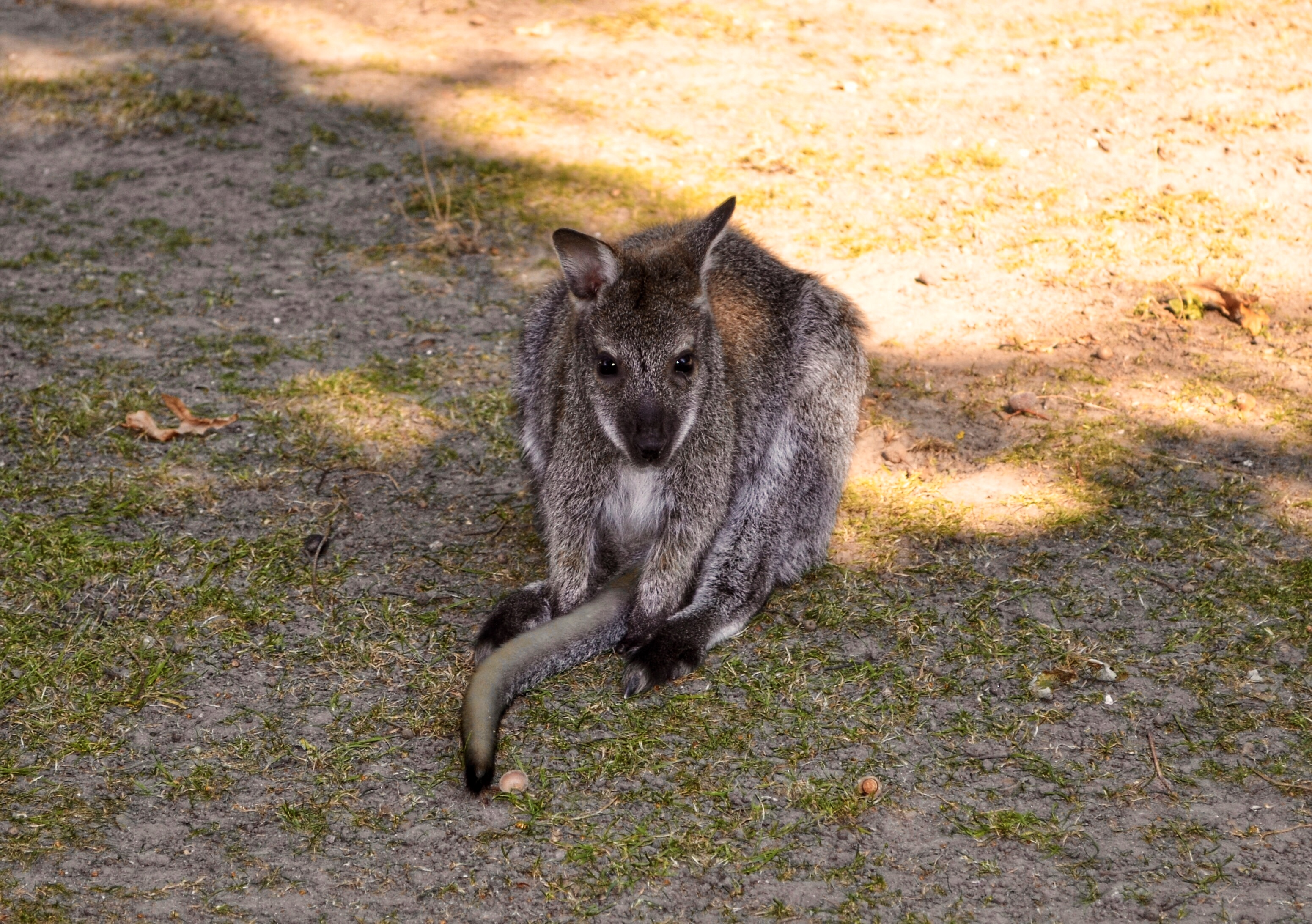 Ein Kängurujungtier sitzt auf einer Wiese.