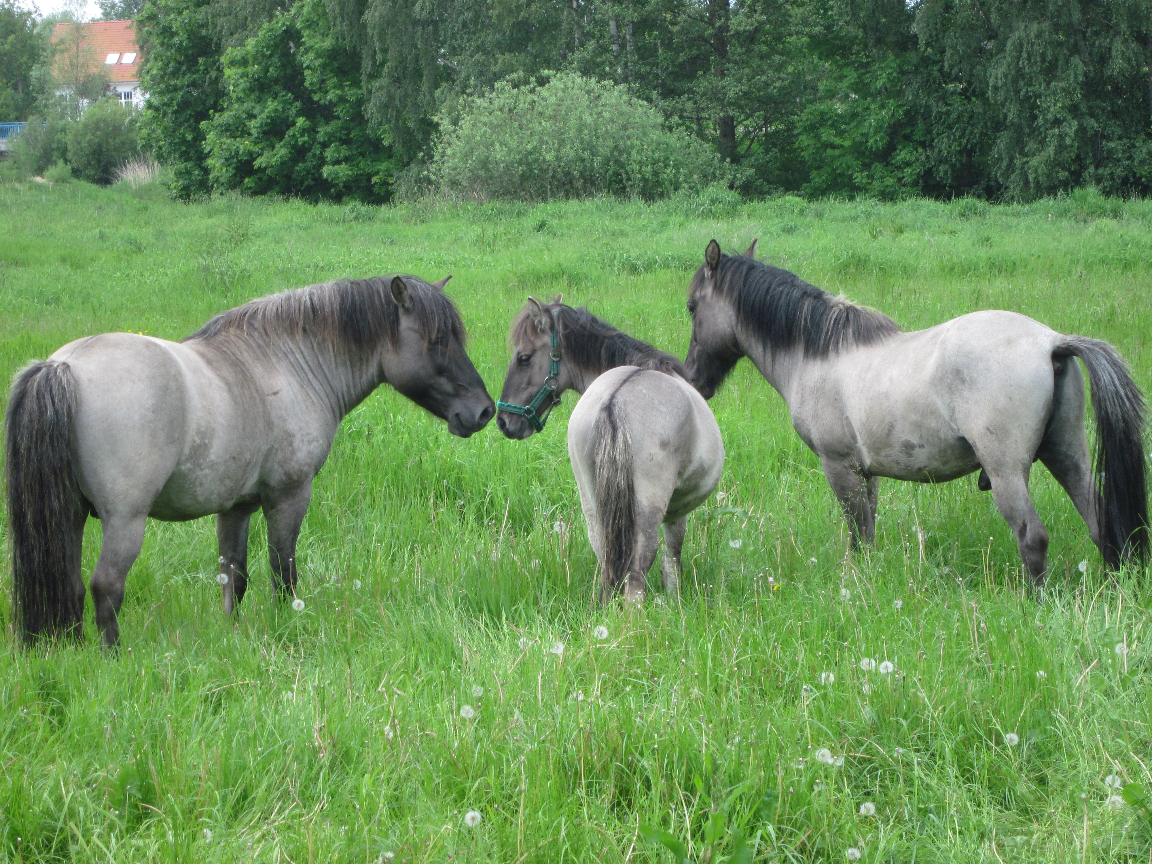 Drei Pferde stehen auf einer Wiese mit hohem Gras.